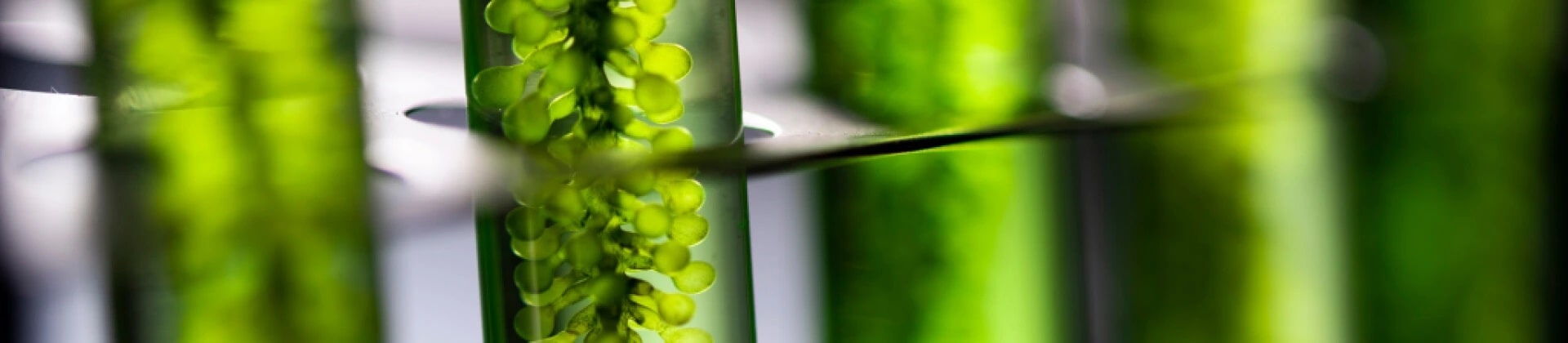 close up photo of green plants growing in tubes in a test tube rack.